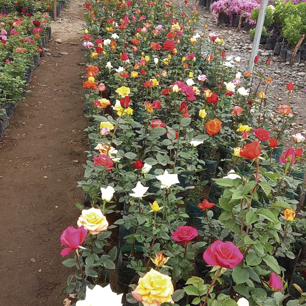 productores-de-plantas-quito-ecuador-15