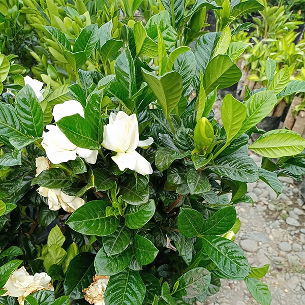 productores de plantas quito ecuador 3