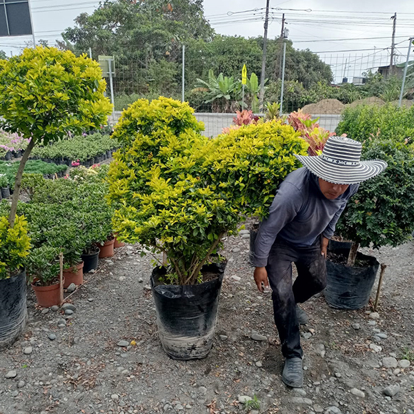 productores de plantas quito ecuador 6